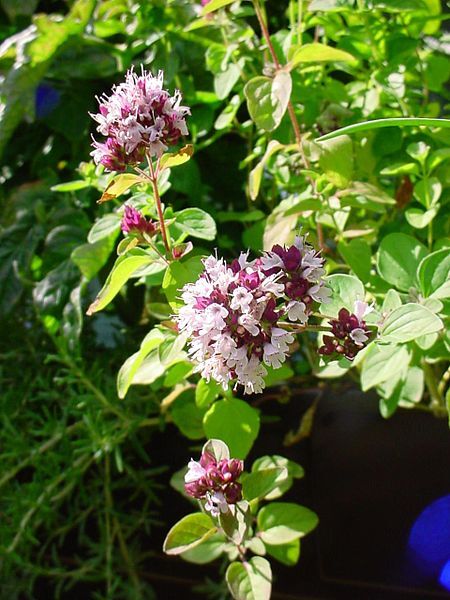 Kräutergarten auf dem Balkon