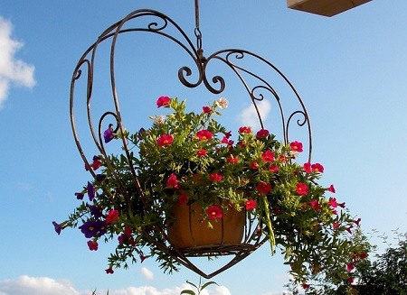 Kübel, Topf und Blumenkasten für den Balkon