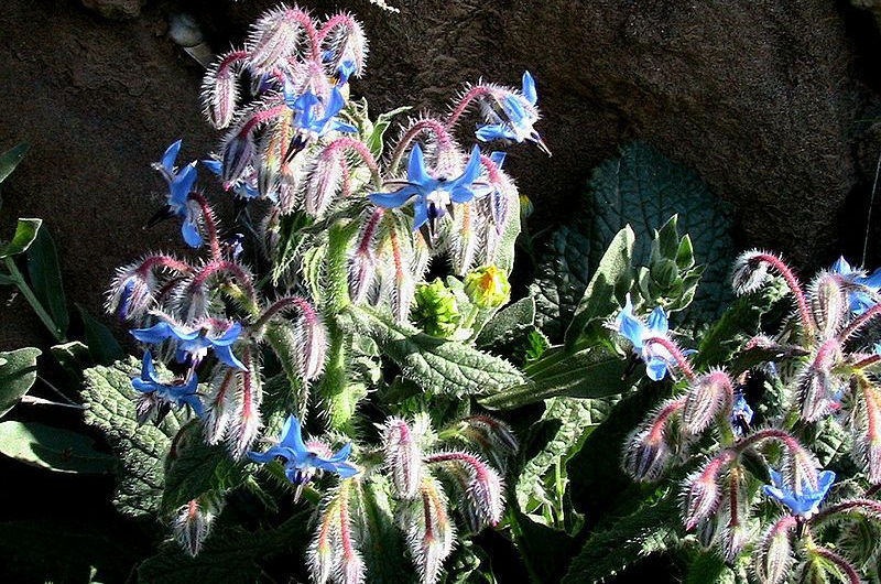 Kräutergarten auf dem Balkon