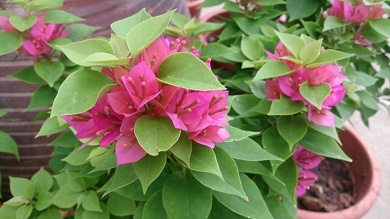 Balkongarten: Ideen und Tipps