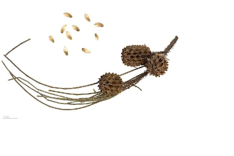 Welcher Laubbaum hat Zapfen? Wissenswertes