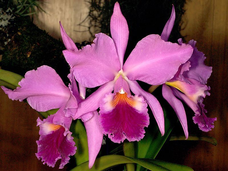 Orchideen – für Fensterbank oder Wintergarten Exoten