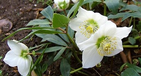 Christrose, Schneerose (Helleborus niger)