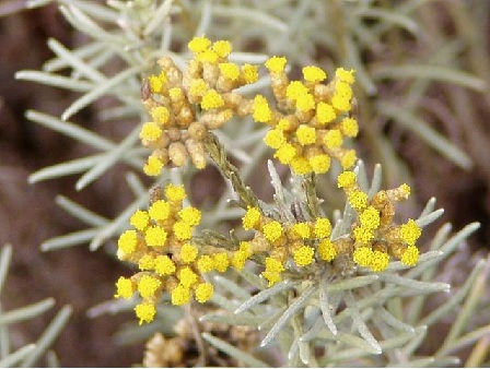 Strohblumen – Helichrysum Gartenstauden