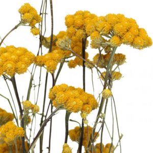 Strohblumen – Helichrysum Gartenstauden 