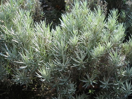 Strohblumen – Helichrysum Gartenstauden