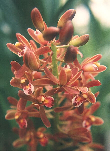Orchideen – für Fensterbank oder Wintergarten Exoten