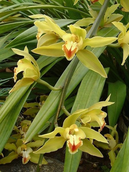 Orchideen – für Fensterbank oder Wintergarten Exoten