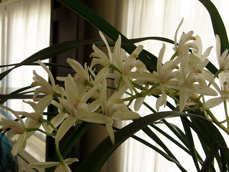 Orchideen – für Fensterbank oder Wintergarten Exoten