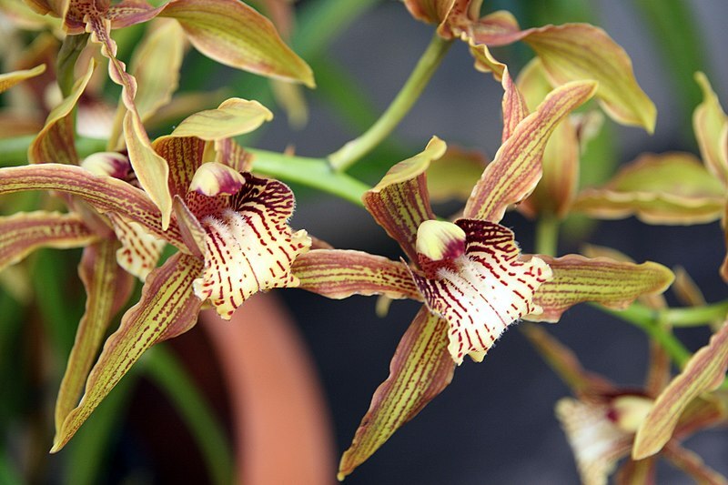 Orchideen – für Fensterbank oder Wintergarten Exoten