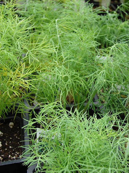 Kräutergarten auf dem Balkon