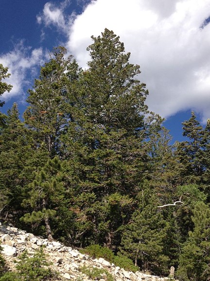 Douglasie – an der Küste und im Gebirge heimisch Nadelbäume