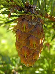 Douglasie – an der Küste und im Gebirge heimisch Nadelbäume