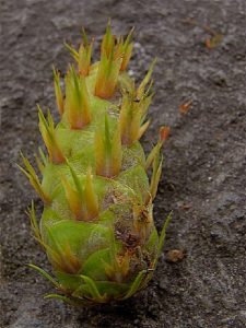 Douglasie – an der Küste und im Gebirge heimisch Nadelbäume
