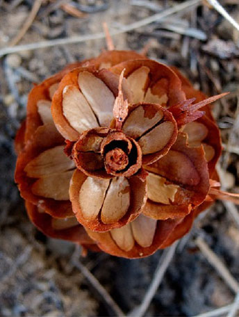 Douglasie – an der Küste und im Gebirge heimisch Nadelbäume