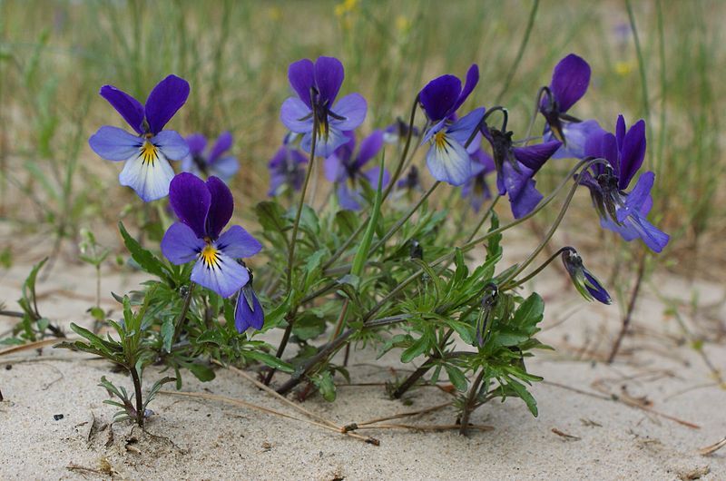 Pflanzen für Sandbeet: ein- und zweijährig