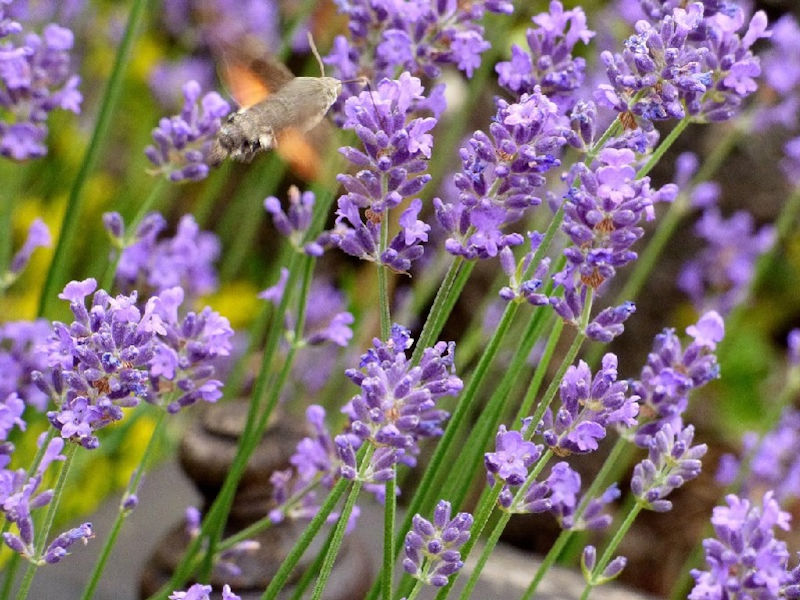 Echter Lavendel und weitere Arten Steingartenpflanzen