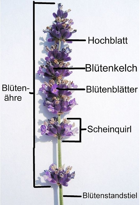 Echter Lavendel und weitere Arten Steingartenpflanzen