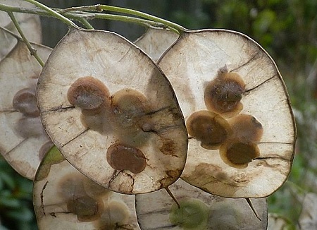 Blumen zum Trocknen: Eigenschaften, Beispiele Wissenswertes