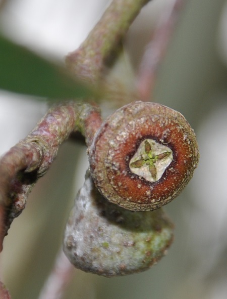 Eukalyptus: Pflanze, Pflege, Eigenschaften Exoten