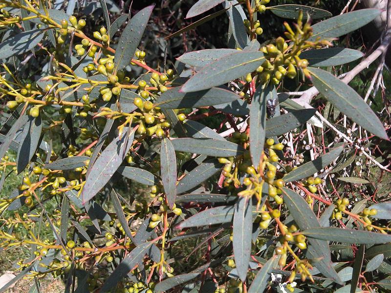 Eukalyptus: Pflanze, Pflege, Eigenschaften Exoten