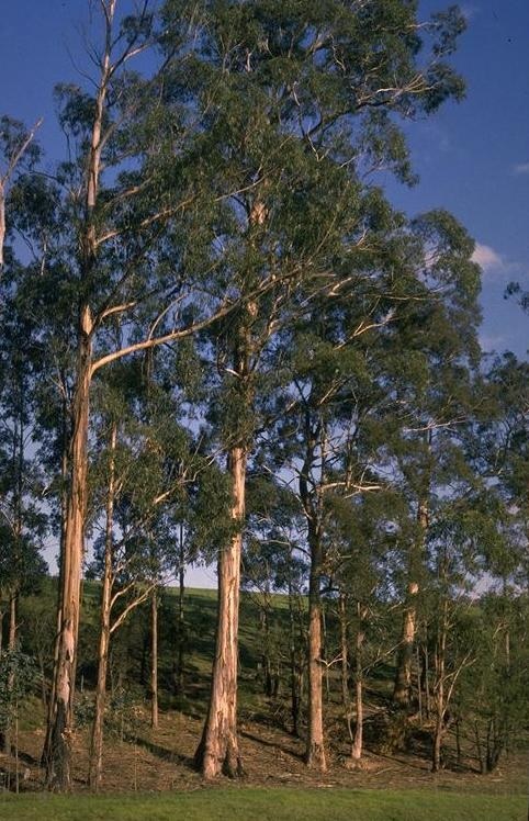 Eukalyptus: Pflanze, Pflege, Eigenschaften Exoten