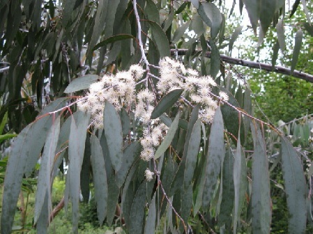 Eukalyptus: Pflanze, Pflege, Eigenschaften Exoten