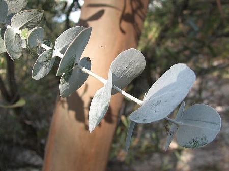 Eukalyptus: Pflanze, Pflege, Eigenschaften Exoten