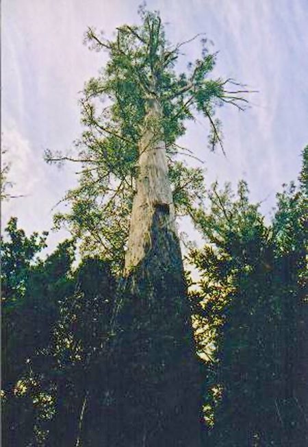 Eukalyptus: Pflanze, Pflege, Eigenschaften Exoten