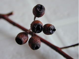 Eukalyptus: Pflanze, Pflege, Eigenschaften Exoten