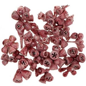 Eukalyptus: Pflanze, Pflege, Eigenschaften Exoten 