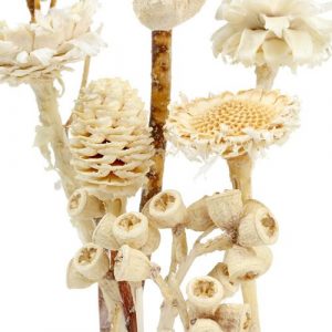 Eukalyptus: Pflanze, Pflege, Eigenschaften Exoten 