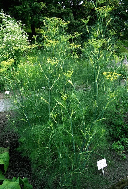 Kräutergarten auf dem Balkon