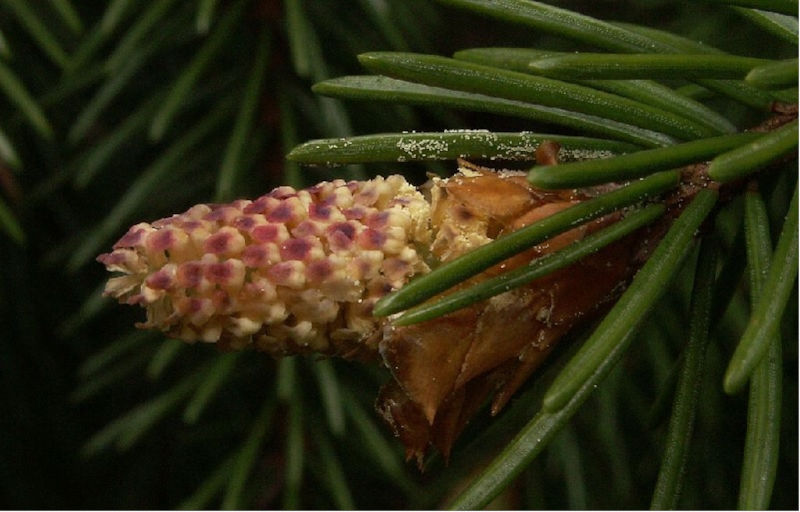 Die Fichte im Wald und im Garten Nadelbäume
