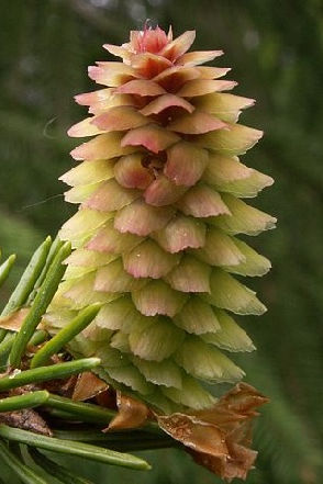 Die Fichte im Wald und im Garten Nadelbäume 