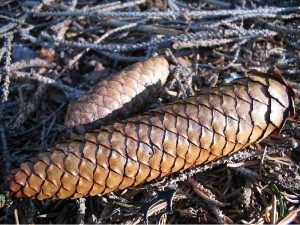 Die Fichte im Wald und im Garten Nadelbäume