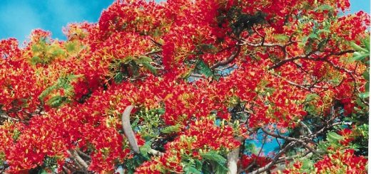 Flamboyant, Flammenbaum, Seychellen