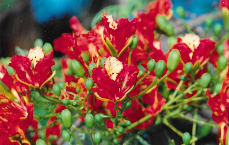 Flamboyant – Flammenbaum aus Madagaskar Exoten