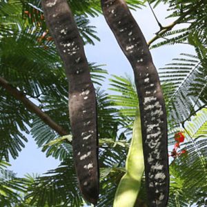 Flamboyant – Flammenbaum aus Madagaskar Exoten 