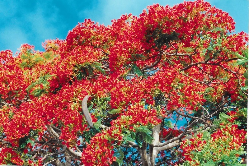 Flamboyant  Flammenbaum aus Madagaskar - Gartenlexikon & Gartenmagazin von  Floristik24