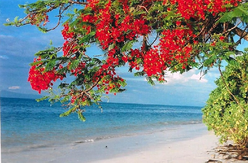 Flamboyant – Flammenbaum aus Madagaskar Exoten