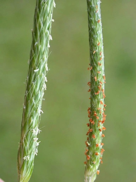 Blumen zum Trocknen: Eigenschaften, Beispiele Wissenswertes