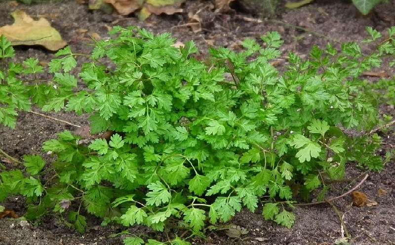 Kräutergarten auf dem Balkon