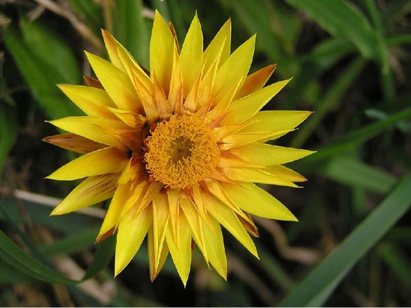 Garten-Strohblume – Xerochrysum bracteatum Gartenstauden