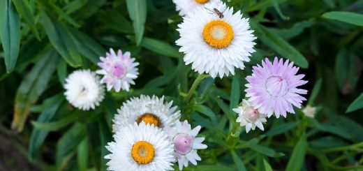 Eine bunte Mischung der Garten-Strohblume | Bild: Plenuska, CC BY-SA 4.0