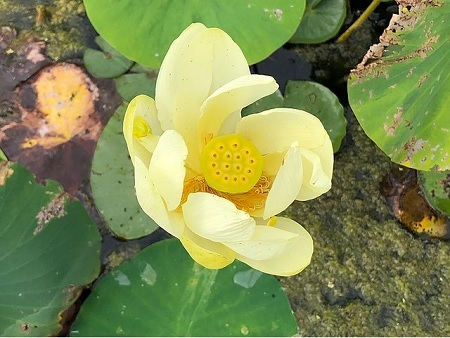 Lotusblume – Nelumbo Exoten