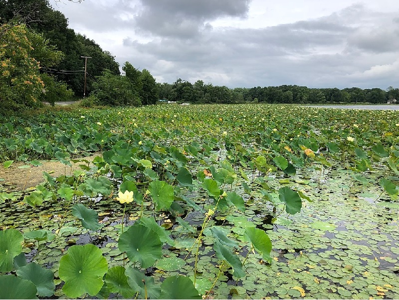 Lotusblume – Nelumbo Exoten
