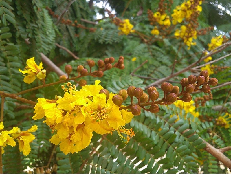 Flamboyant – Flammenbaum aus Madagaskar Exoten