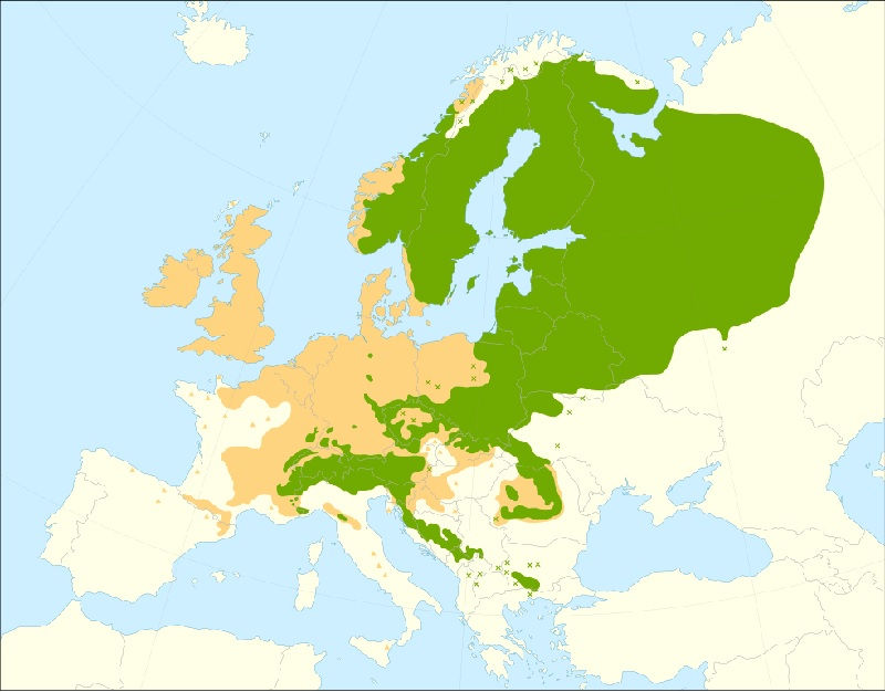 Die Fichte im Wald und im Garten Nadelbäume