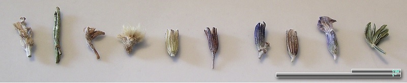 Echter Lavendel und weitere Arten Steingartenpflanzen